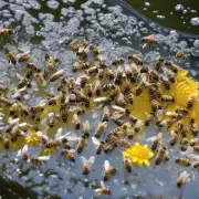 蜜蜂泡柠檬的水温是多少度?