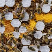 你对蜜蜂养殖有什么了解或经验吗?