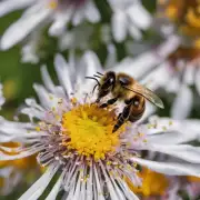 为什么蜜蜂喜欢采集花蜜而不是植物汁液?