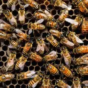 如果我担心我的蜜蜂可能会受到其他昆虫的侵害有什么方法可以保护他们免受这些害虫的影响吗?