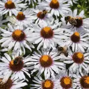 蜜蜂需要什么样的土壤条件才能生长出成熟的花朵?