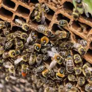 蜜蜂为什么会选择在特定的位置筑巢?