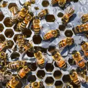 在喂蜜蜂蜂蜜水时应注意哪些事项?