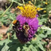 如果是在春季开始养殖蜜蜂时应该在什么时候给它们施肥以确保蜂群生长良好?