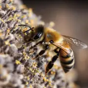 蜜蜂如何确定最适合筑巢的位置?