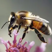 蜜蜂能将空气中的水分转化为生理需要的水分这是如何实现的?
