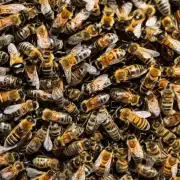 在冬季的蜂箱里喂蜜蜂需要使用什么样的饲料?