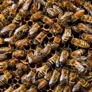 蜜蜂如何将蜂蜜储存在蜂巢中?