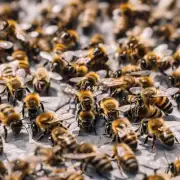蜜蜂会咬到人吗? 如果是的话蜜蜂咬到人类身体时会产生什么反应?