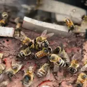如果蜜蜂被杀死后我们仍然发现蜜蜂在伤口周围活跃起来怎么办?