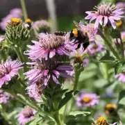 如何正确地在夏季高温时喂养蜜蜂?