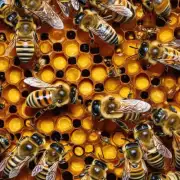 养蜂前需要注意哪些事项比如养蜜蜂的地方环境和温度等?