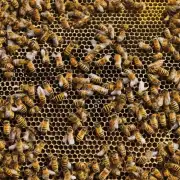 在商城中出售的蜜蜂数量多少?