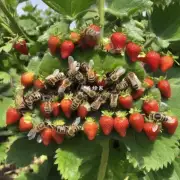 草莓棚里有没有专门的蜜蜂养殖专家可以咨询呢?