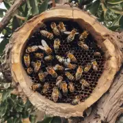 您想了解蜜蜂在什么地方筑巢呢?