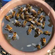 天气太热我该如何给蜜蜂提供充足的水分摄入?