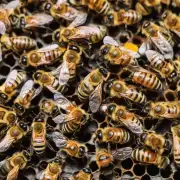 为什么有些蜜蜂会在采食过程中把花粉收集到自己的脚上而不是嘴巴里?
