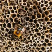 蜜蜂巢穴是用什么样的材料做成的?