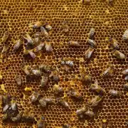 为什么蜜蜂需要收集花粉才能生产蜜糖?
