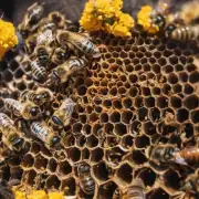 为什么当蜜蜂尝试采蜜时它总是无法回到蜂巢?