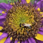 如果蜜蜂不采蜜了它们会搬去哪里生活呢?