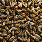 蜜蜂会用食物来保持健康吗?