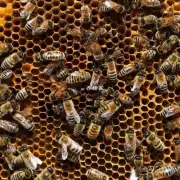 如果我们停止提供给蜜蜂饲料会有什么影响吗?