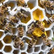 蜜蜂采蜜时可能遭遇到哪些危险问题?
