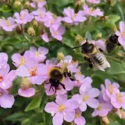 众所周知蜜蜂茶花的花朵在阳光下呈现出缤纷多彩的颜色那么我想问的是在拍摄蜜蜂茶花视频时如何通过色彩调整来突出其鲜艳明亮的特点呢?