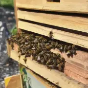 什么时间适合将蜜蜂移植到新蜂箱中?