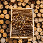 为什么选择硬质木材作为蜂箱的主要材料?