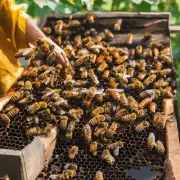什么是蜂王浆的作用以及如何利用它来提高养蜂成功率?