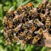有没有什么办法来减轻夏季的高温对蜜蜂的影响呢?