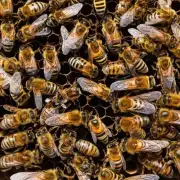 刚出生的蜜蜂会吃什么?