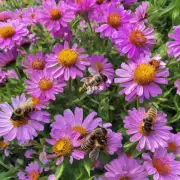 蜜蜂为什么不会将石头拿起来再放在花上而是直接用它?