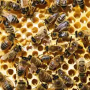 我应该在什么时间开始分离蜜蜂并进行养蜂工作?