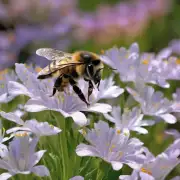 为什么蜜蜂要将水洒向花朵?