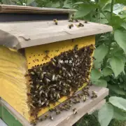 天气太热我该如何给蜜蜂提供充足的休息和避暑地?