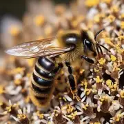 蜜蜂帮帮有什么特征或特点?