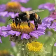 什么样的食物适合给养蜜蜂以满足它们的需求?