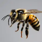 你知道吗?蜜蜂叮伤是一种由蜂毒引起的急性炎症反应因此需要及时处理以防止进一步恶化你知道一些蜜蜂叮伤急救方法吗?