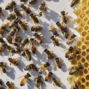 蜜蜂酒是怎样酿造而成的?