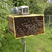 是否有蜜蜂养殖专家提供指导服务?