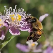 的问题蜜蜂在采集花粉和树脂时它们用什么器官来完成这个过程呢?