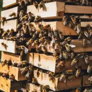 如果您的蜜蜂已经进入秋季和冬季时仍然有剩余蜂蜜您可以将它们存储在什么地方以延长其保质期并保持最佳的口感和香味?
