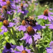 你问的是如何吸引蜜蜂来你的花园呢吗?