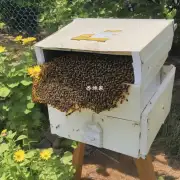 天气太热我该如何给蜜蜂喂食呢?