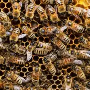 提出第五个问题在夏季蜜蜂如何知道何时放蜂箱?