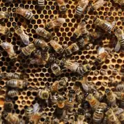 蜜蜂产卵时是否选择特定的位置?