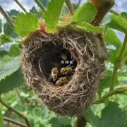 在草莓棚里放蜜蜂巢的方法是怎样的?